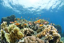 Colorful Tropical Coral Scene In Shallow Water. Royalty Free Stock Photo Colorful Tropical Coral Scene In Shallow Water. Royalty Free Stock Photo