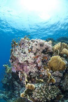 Colorful Tropical Coral Scene In Shallow Water. Royalty Free Stock Images Colorful Tropical Coral Scene In Shallow Water. Royalty Free Stock Images
