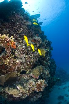 Colorful Tropical Coral Scene In Shallow Water. Stock Photo Colorful Tropical Coral Scene In Shallow Water. Stock Photo