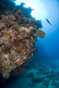 Colorful Tropical Coral Scene In Shallow Water. Stock Photos Colorful Tropical Coral Scene In Shallow Water. Stock Photos