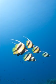Small School Of Red Sea Bannerfish. Royalty Free Stock Photo