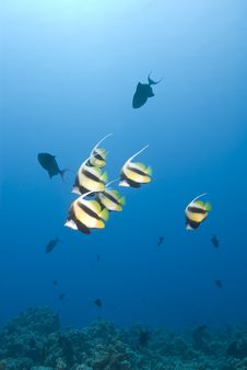 Small School Of Tropical Red Sea Bannerfish. Stock Photos Small School Of Tropical Red Sea Bannerfish. Stock Photos