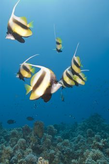 Small School Of Tropical Red Sea Bannerfish. Royalty Free Stock Image Small School Of Tropical Red Sea Bannerfish. Royalty Free Stock Image