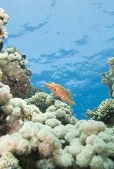 Sixspot Grouper On A Tropical Coral Reef. Royalty Free Stock Photos Sixspot Grouper On A Tropical Coral Reef. Royalty Free Stock Photos