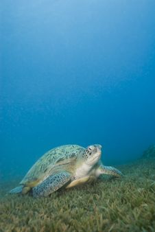 Adult Female Green Turtle On Seagrass. Royalty Free Stock Photo Adult Female Green Turtle On Seagrass. Royalty Free Stock Photo