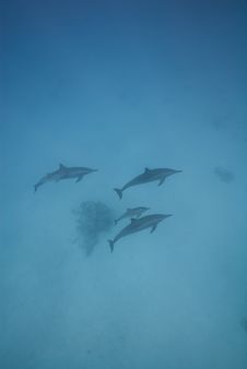 Swimming Wild Spinner Dolphins. Stock Photos Swimming Wild Spinner Dolphins. Stock Photos
