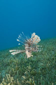 Common Lionfish Hovering Close To The Seabed. Stock Photography Common Lionfish Hovering Close To The Seabed. Stock Photography