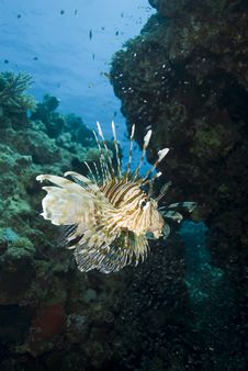 Tropical Common Lionfish. Royalty Free Stock Photos