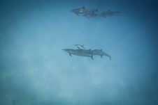 Schooling Wild Spinner Dolphins. Stock Photography Schooling Wild Spinner Dolphins. Stock Photography