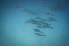 Schooling Wild Spinner Dolphins. Royalty Free Stock Photography
