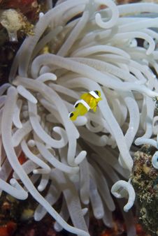 Juvenile Clownfish With Its Anemone. Stock Image Juvenile Clownfish With Its Anemone. Stock Image
