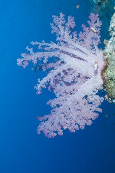 Vibrant Lilac Soft Coral On Tropical Coral Reef. Royalty Free Stock Image