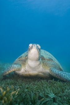 Adult Female Green Turtle On Seagrass, Front View. Royalty Free Stock Photos Adult Female Green Turtle On Seagrass, Front View. Royalty Free Stock Photos