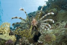 Common Lionfish Showing-off Its Ornate Fins. Royalty Free Stock Images Common Lionfish Showing-off Its Ornate Fins. Royalty Free Stock Images