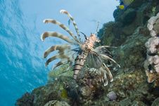 Common Lionfish Showing-off Its Ornate Fins. Stock Photo