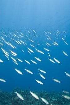 School Of Red Sea Fusiliers. Royalty Free Stock Images School Of Red Sea Fusiliers. Royalty Free Stock Images