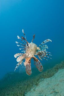 Common Lionfish Hovering Close To The Seabed. Royalty Free Stock Photo Common Lionfish Hovering Close To The Seabed. Royalty Free Stock Photo