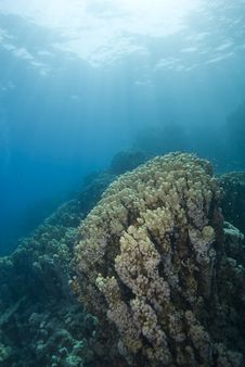 Pristine Colony Of Cone Coral In Shallow Water. Stock Photos Pristine Colony Of Cone Coral In Shallow Water. Stock Photos