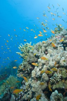 A Colorful And Vibrant Tropical Coral Reef Scene. Stock Photos A Colorful And Vibrant Tropical Coral Reef Scene. Stock Photos
