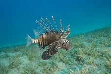 Common Lionfish Hovering Close To The Seabed. Stock Images Common Lionfish Hovering Close To The Seabed. Stock Images