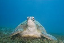 Adult Female Green Turtle On Seagrass, Front View. Royalty Free Stock Images Adult Female Green Turtle On Seagrass, Front View. Royalty Free Stock Images