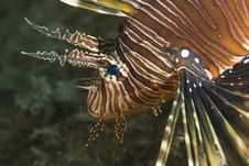 Close-up Of A Common Lionfish. Stock Photography Close-up Of A Common Lionfish. Stock Photography