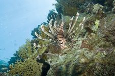 Common Lionfish On A Tropical Coral Reef. Royalty Free Stock Photography