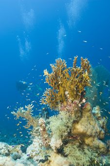 A Colorful And Vibrant Tropical Coral Reef Scene. Royalty Free Stock Photos A Colorful And Vibrant Tropical Coral Reef Scene. Royalty Free Stock Photos