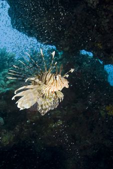 Tropical Common Lionfish. Stock Photography Tropical Common Lionfish. Stock Photography