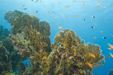 A Colorful And Vibrant Tropical Coral Reef Scene. Stock Photo A Colorful And Vibrant Tropical Coral Reef Scene. Stock Photo