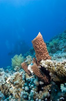 Prickly Tube Sponge On A Tropical Reef. Royalty Free Stock Photos Prickly Tube Sponge On A Tropical Reef. Royalty Free Stock Photos