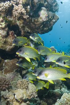 Blackspotted Sweetlips Ato A Tropical Reef. Royalty Free Stock Photos