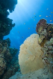 Gorgonian Fan Coral On A Tropical Coral Reef. Royalty Free Stock Image Gorgonian Fan Coral On A Tropical Coral Reef. Royalty Free Stock Image