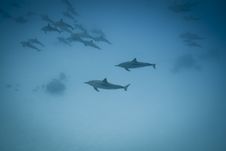 Schooling Spinner Dolphins In The Wild. Royalty Free Stock Images