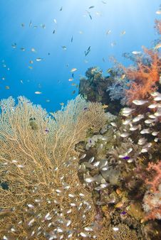 Tropical Coral Reef Scene. Stock Photos