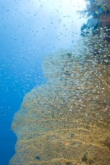 Gorgonian Fan Coral With School Of Baitfish. Stock Image Gorgonian Fan Coral With School Of Baitfish. Stock Image