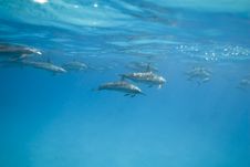 Swimming Spinner Dolphins In He Wild. Stock Images Swimming Spinner Dolphins In He Wild. Stock Images