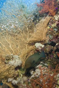 Gorgonian Fan Coral With Redmouth Grouper. Stock Photo