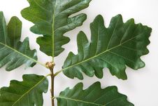 Oak Leaves Stock Photo Oak Leaves Stock Photo