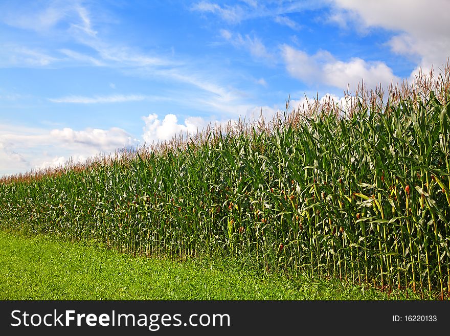 Cornfield under a blue sky with some clouds