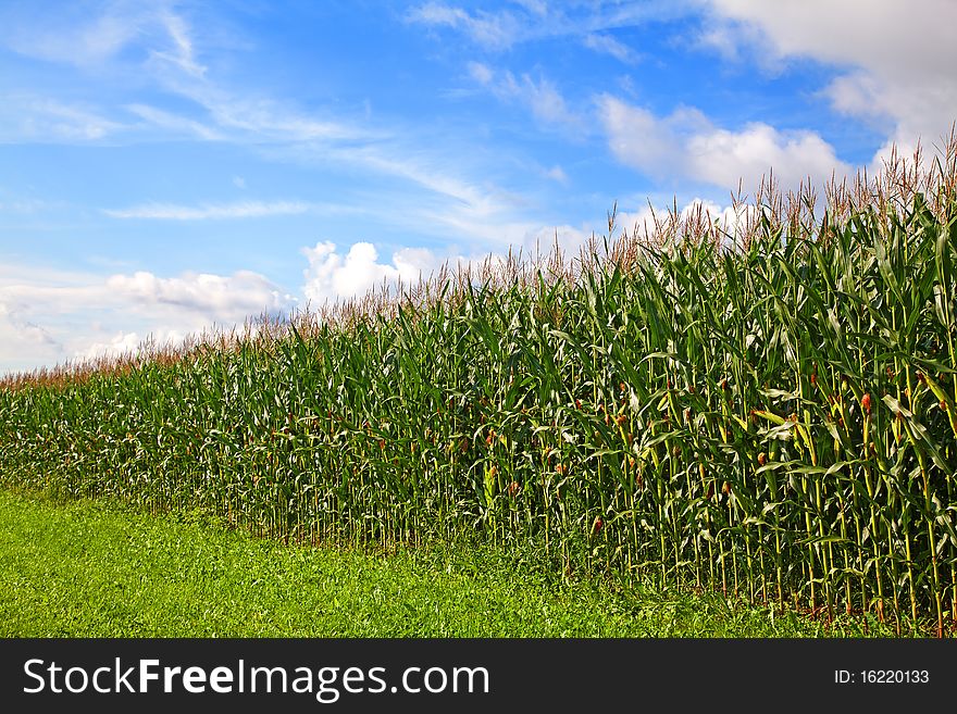 Cornfield