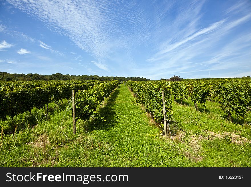 Cluster of white grapes in the vineyard in indian summer. Cluster of white grapes in the vineyard in indian summer