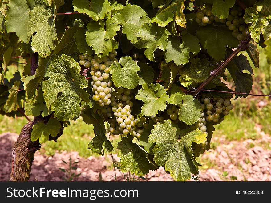 Cluster of white grapes in the vineyard in indian summer. Cluster of white grapes in the vineyard in indian summer