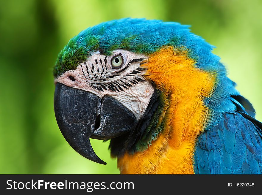 A blue and yellow macaw closeup