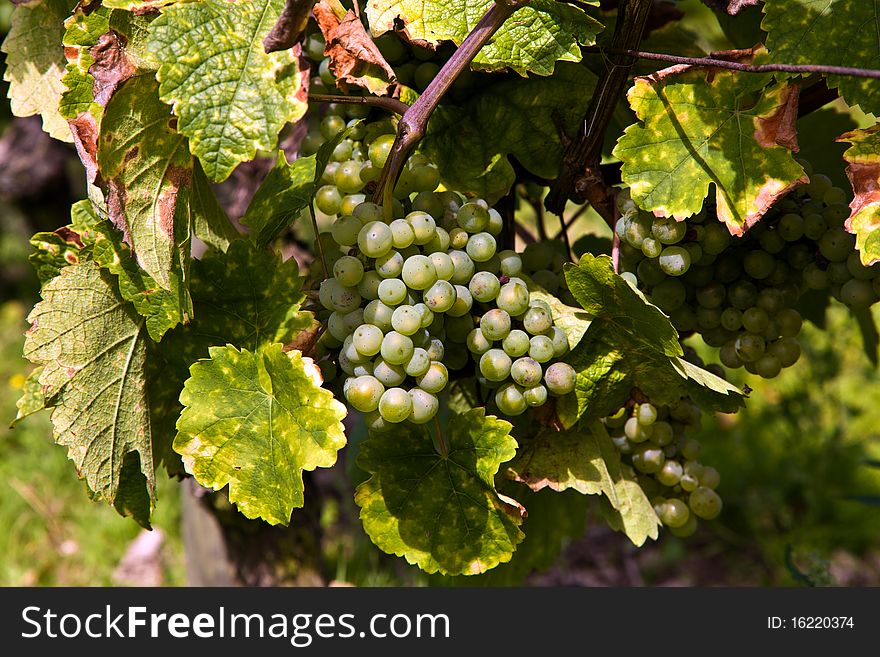 Cluster of white grapes in the vineyard in indian summer. Cluster of white grapes in the vineyard in indian summer