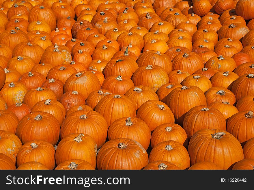 Colorful pumpkins collection on the autumn market