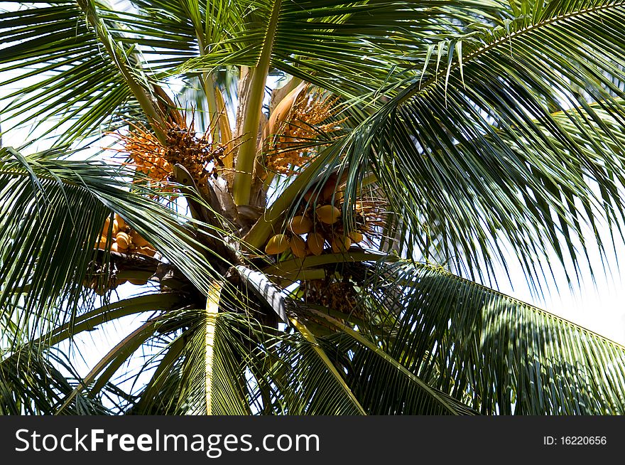 Closeup of young coconuts on coconut tree