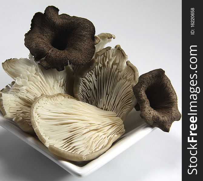Oyster mushrooms and horns of plenty