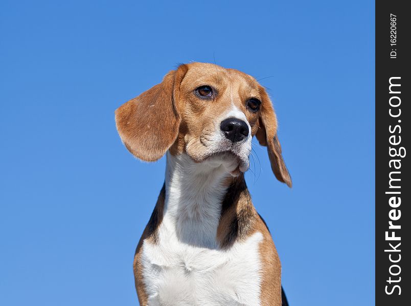 Dog beagle-hunting dog, on blue sky background