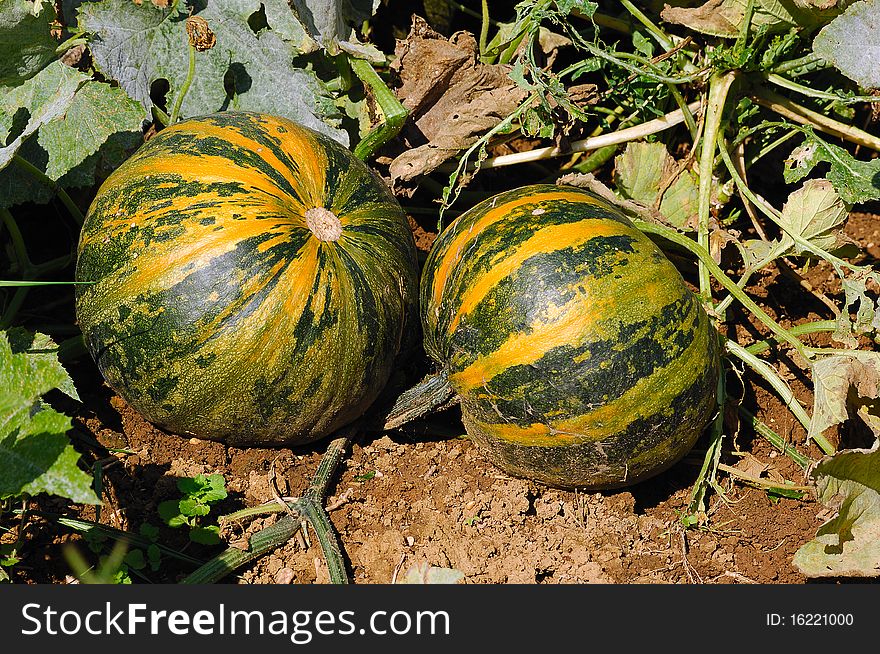 Pumpkins (Cucurbita moschata)